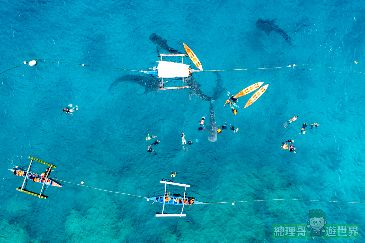 菲律賓薄荷島景點鯨鯊共游